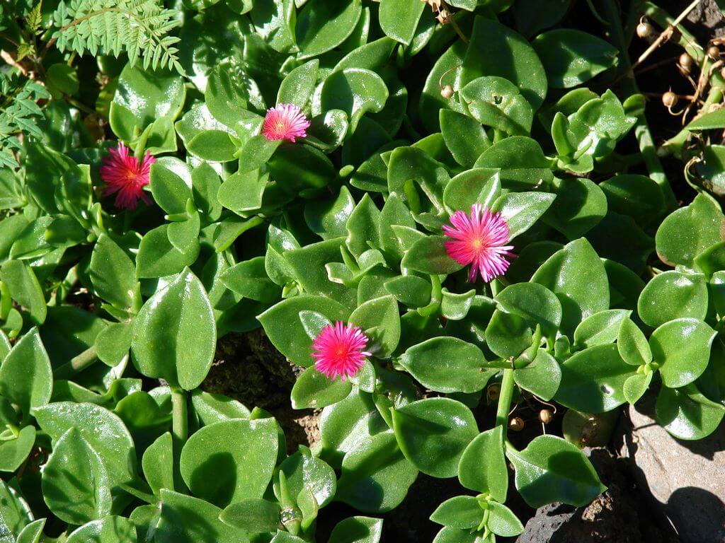 Baby Sun Rose Aptenia cordifolia care toxic 