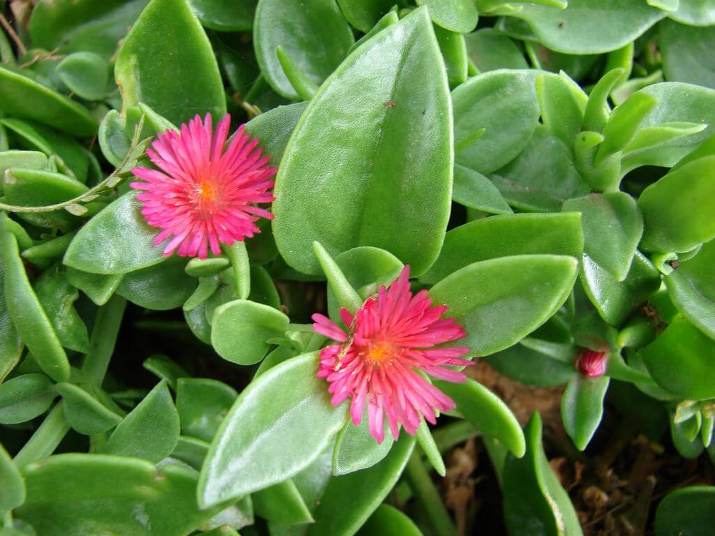 Baby Sun Rose Aptenia cordifolia indoors