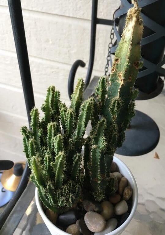 Cactus Turning White 1