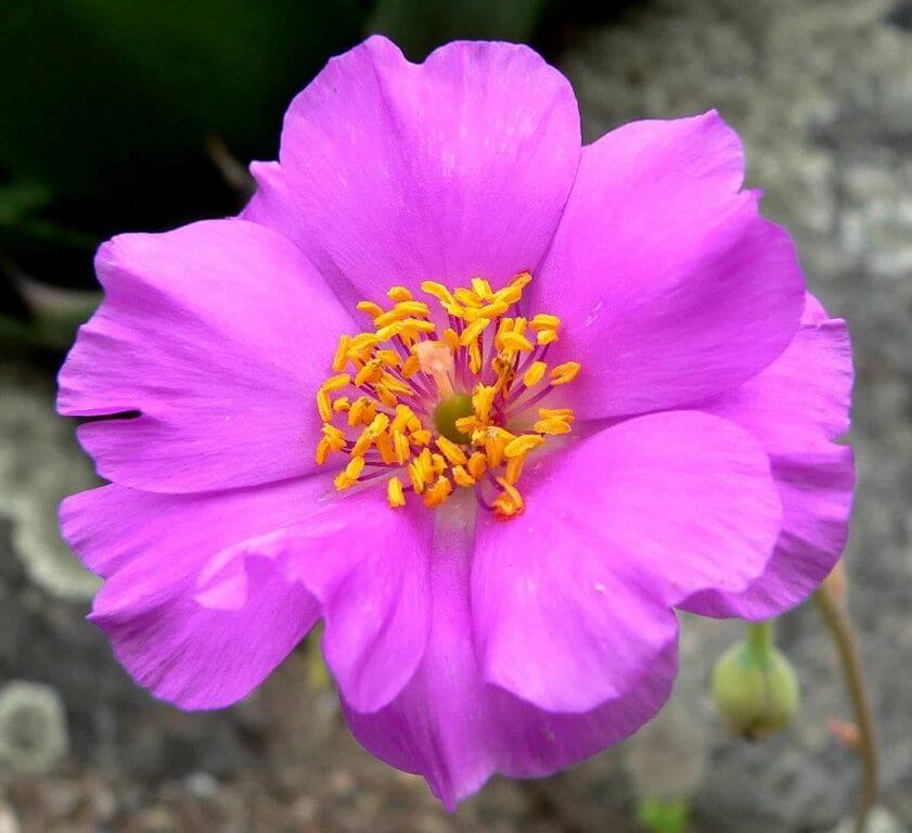 Calandrinia grandiflora 1