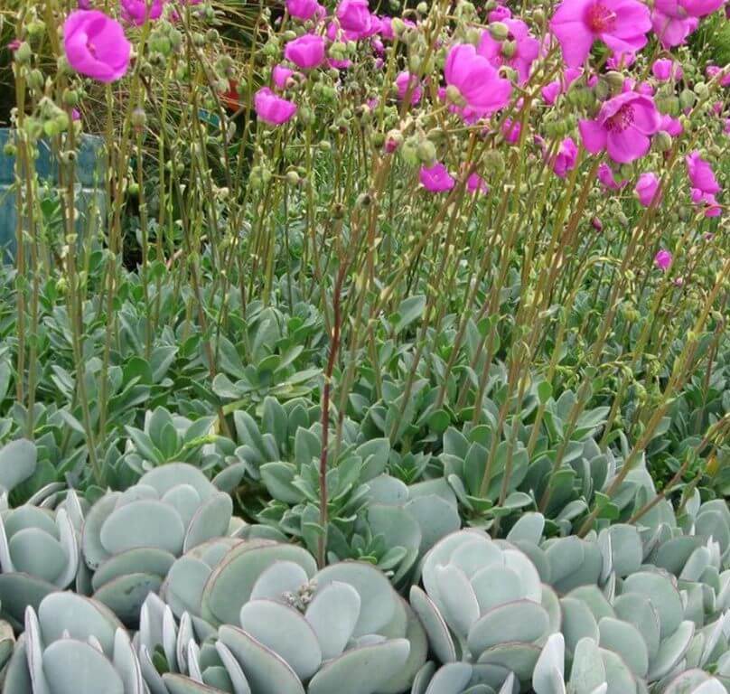 Calandrinia grandiflora