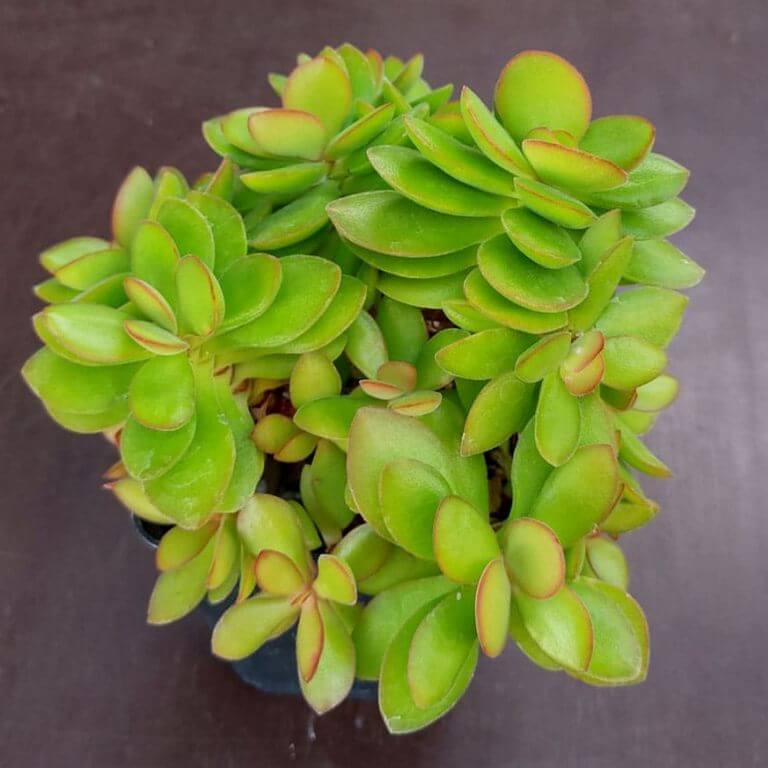 Crassula Rogersii 1