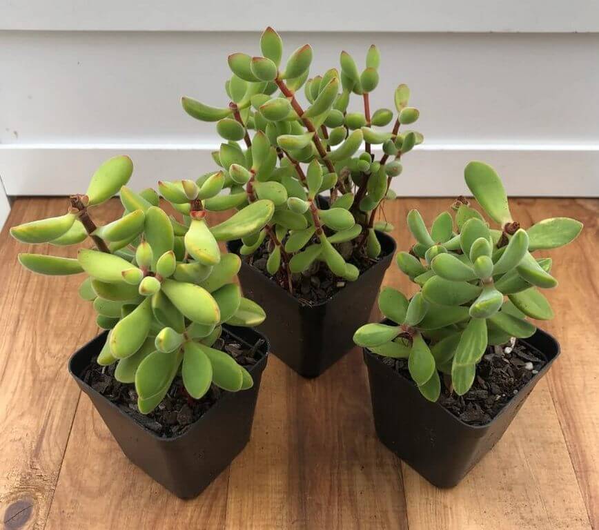 Crassula Rogersii 1