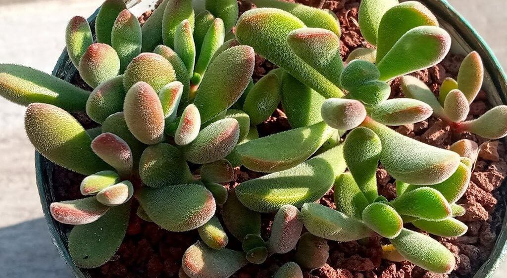 Crassula Rogersii 1