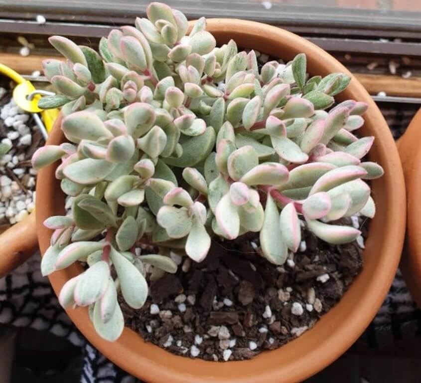 Crassula Rogersii 1