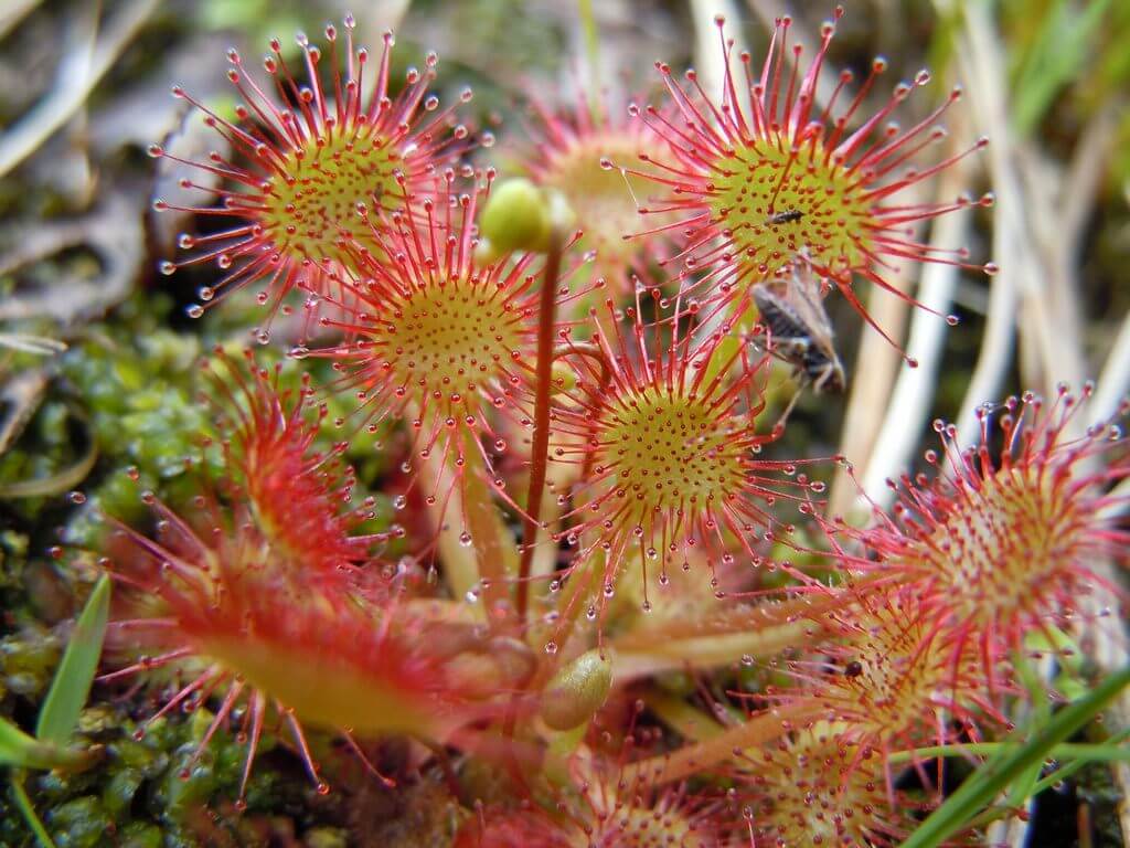 Drosera rotundifolia Common Sundew Round leaved Sundew