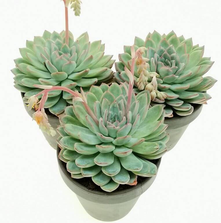 Fastest Growing Succulents Echeveria Apus 1