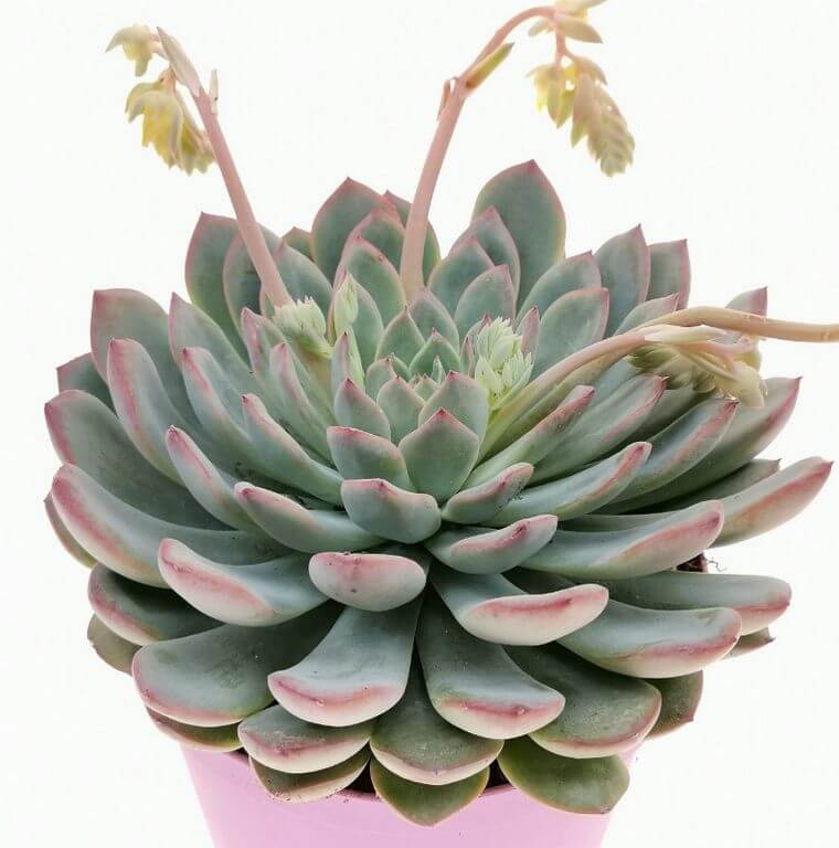 Fastest Growing Succulents Echeveria Apus