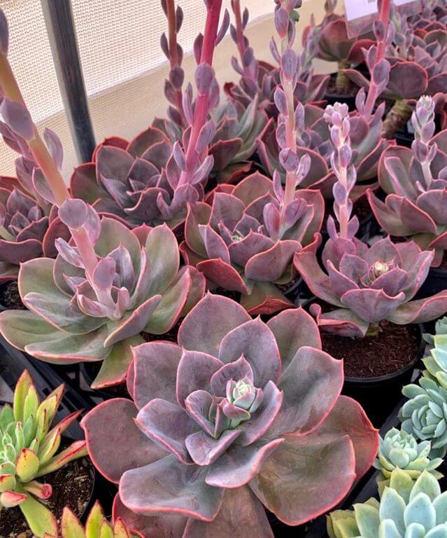 Fastest Growing Succulents Echeveria Blue Metal