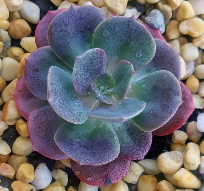 Echeveria Blue Metal Fastest Growing Succulents