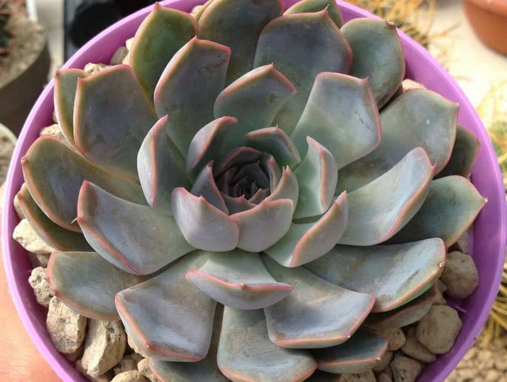 Fastest Growing Succulents Echeveria Orion 1