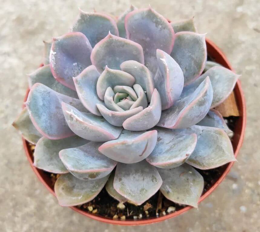 Fastest Growing Succulents Echeveria Orion