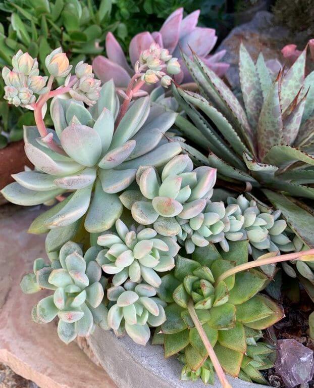 Fastest Growing Succulents Echeveria Prolifica 1