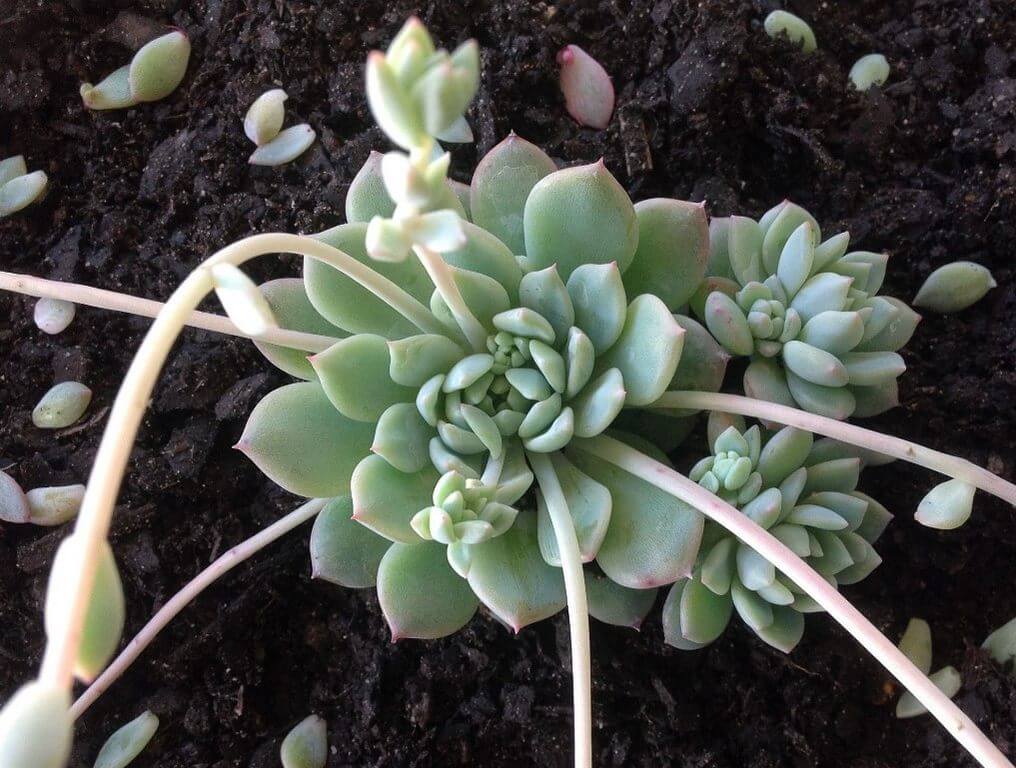 Fastest Growing Succulents Echeveria Prolifica 3