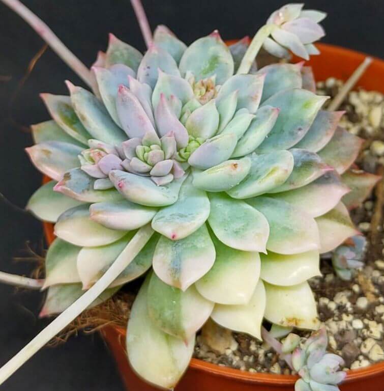 Fastest Growing Succulents Echeveria Prolifica 