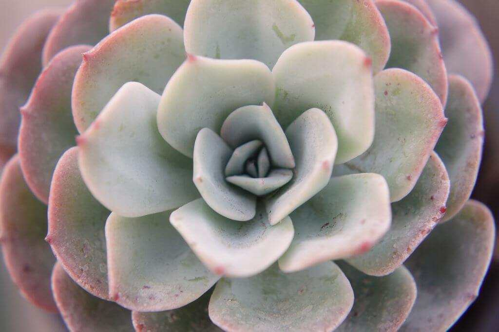 Fastest Growing Succulents Echeveria imbricata 1