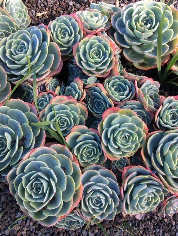 Fastest Growing Succulents Echeveria imbricata