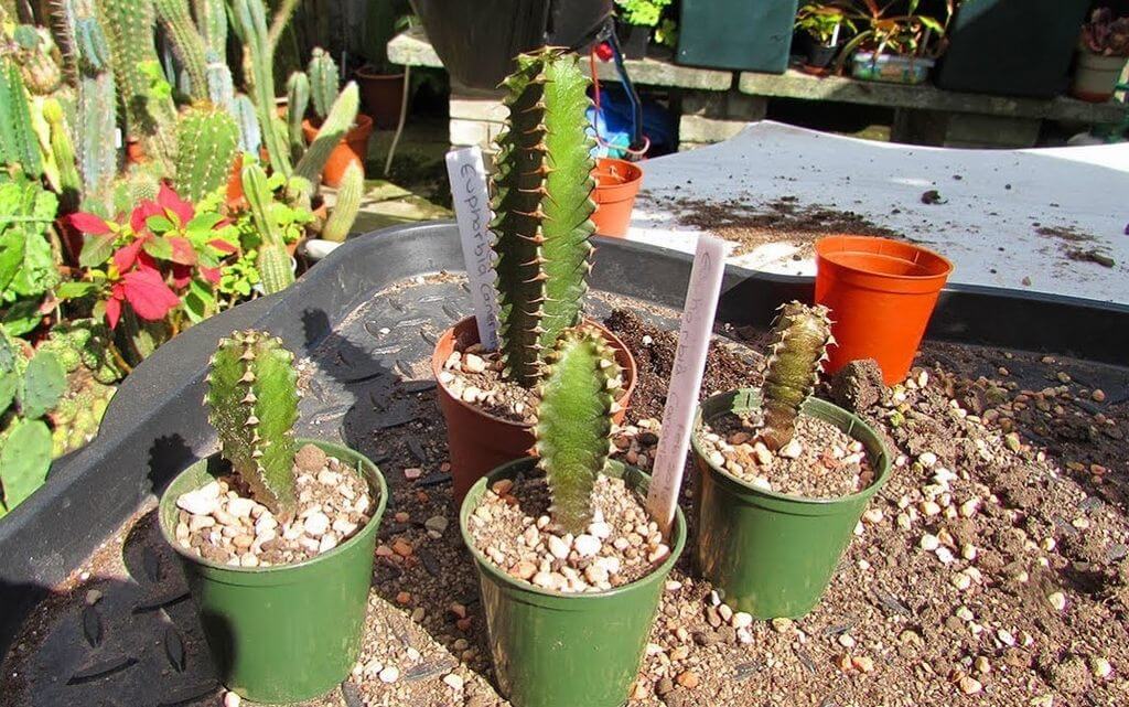 Are Cactus Poisonous to Cats Euphorbia canariensis