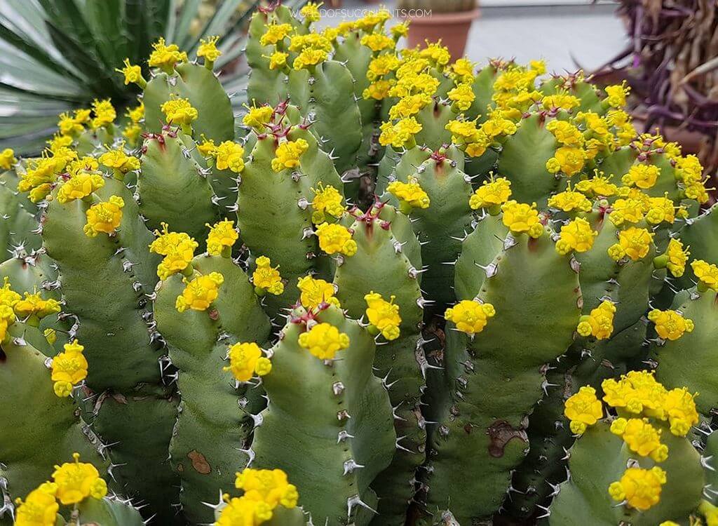 Euphorbia resinifera