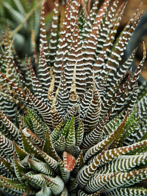 Haworthia Species