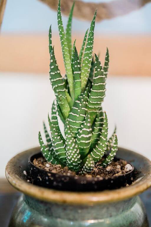 Haworthia Species 1