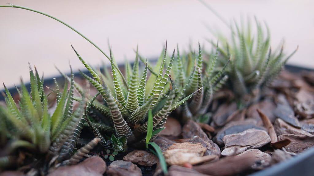 Haworthia Species 2