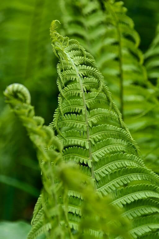 How Often to Water Ferns