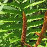 How Often to Water Ferns 1