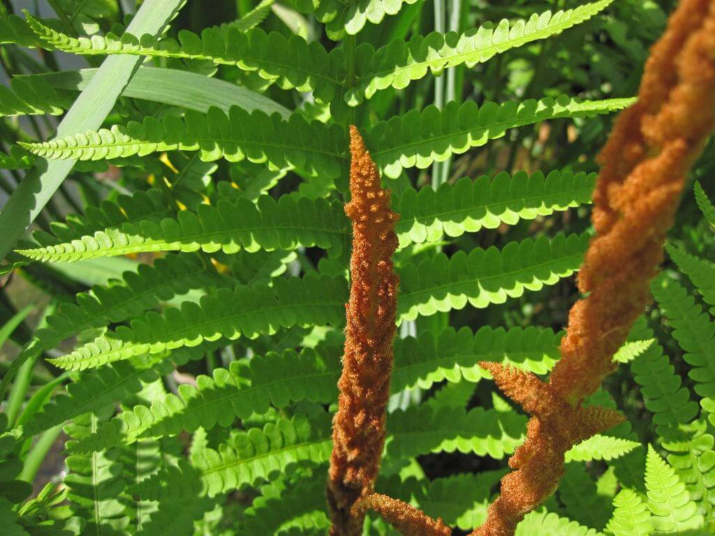 Ultimate guide how often to water ferns like a professional