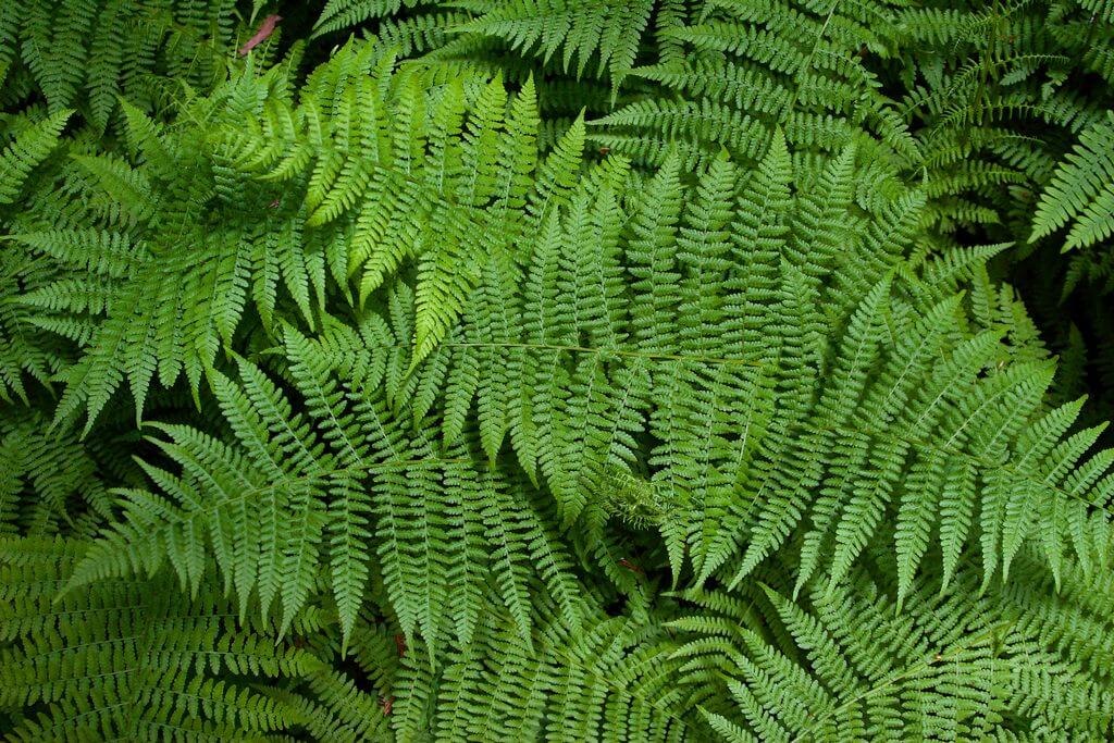 How Often to Water Ferns 1
