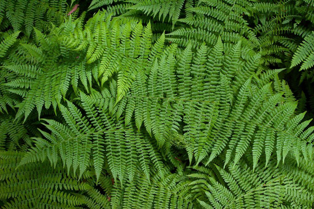 Ultimate guide how often to water ferns like a professional