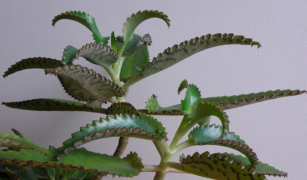 Kalanchoe Daigremontiana 1