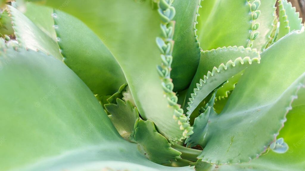 Kalanchoe Daigremontiana_1