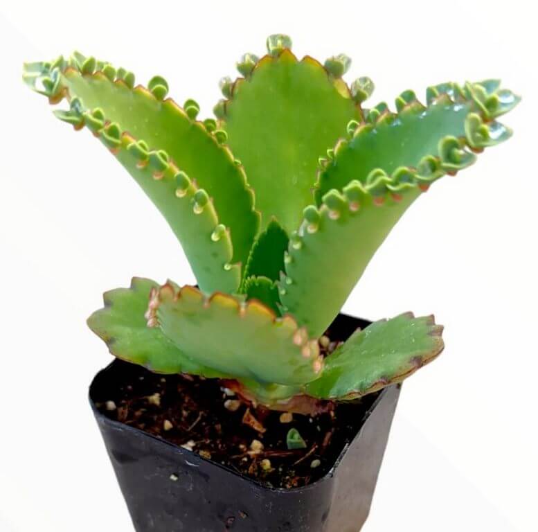 Kalanchoe Daigremontiana 1