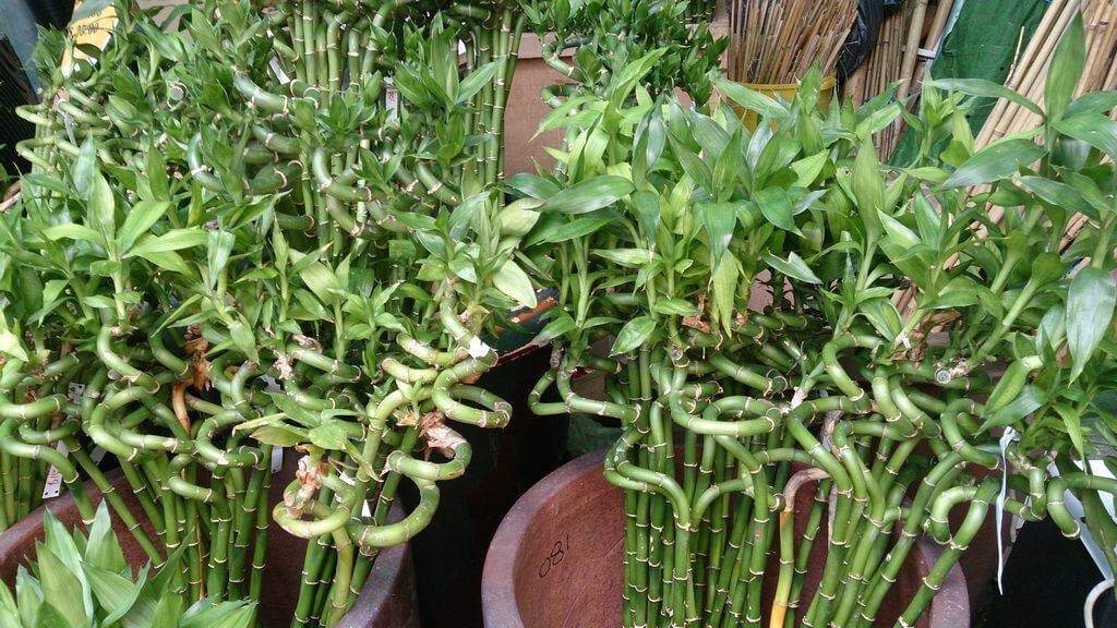 Lucky Bamboo (Dracaena sanderiana) Care and Growing Guide