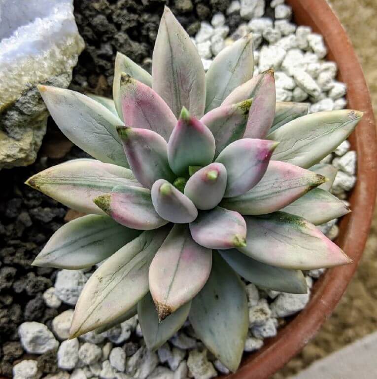 Pachyphytum Hookeri 3