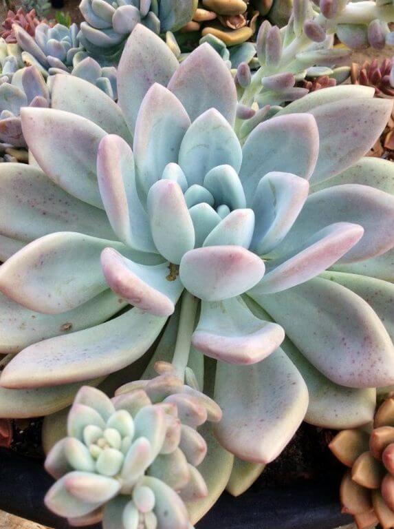 Pachyphytum Hookeri 2