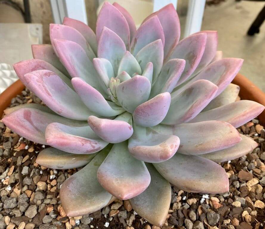 Pachyphytum Hookeri 