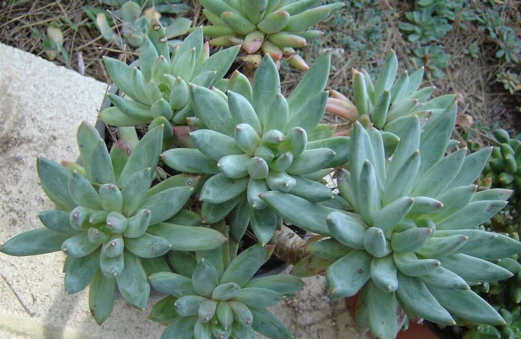 Pachyphytum Hookeri 1