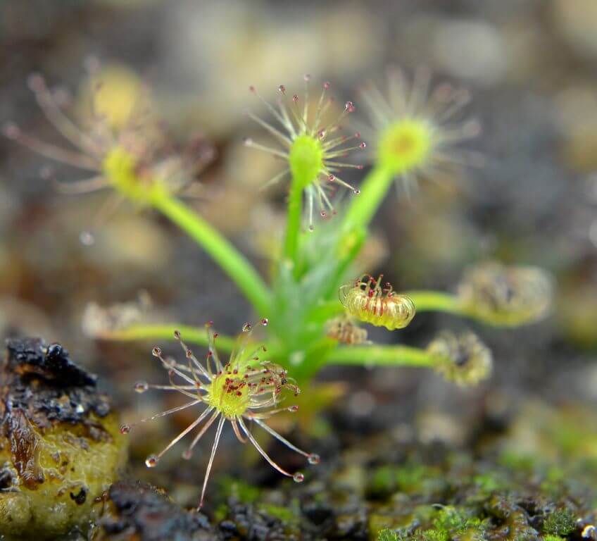 Pygmy sundew Drosera