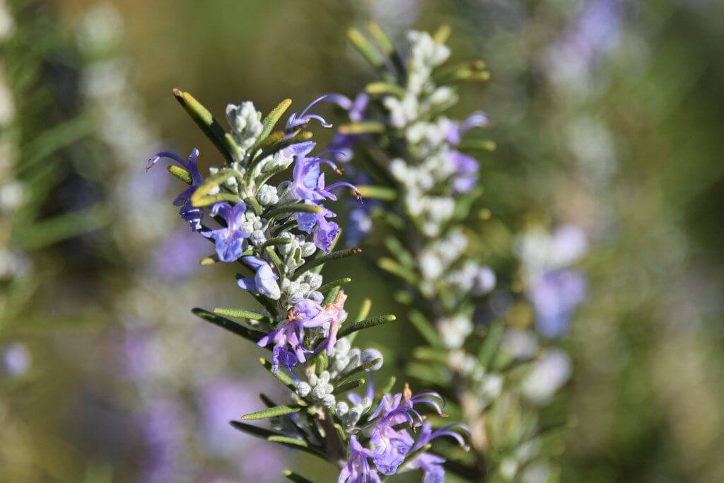 Rosemary Flower 1