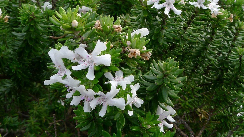Rosemary Flower 2