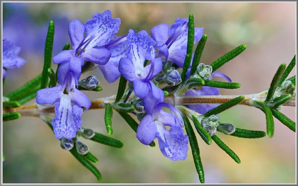 Rosemary Flower 3