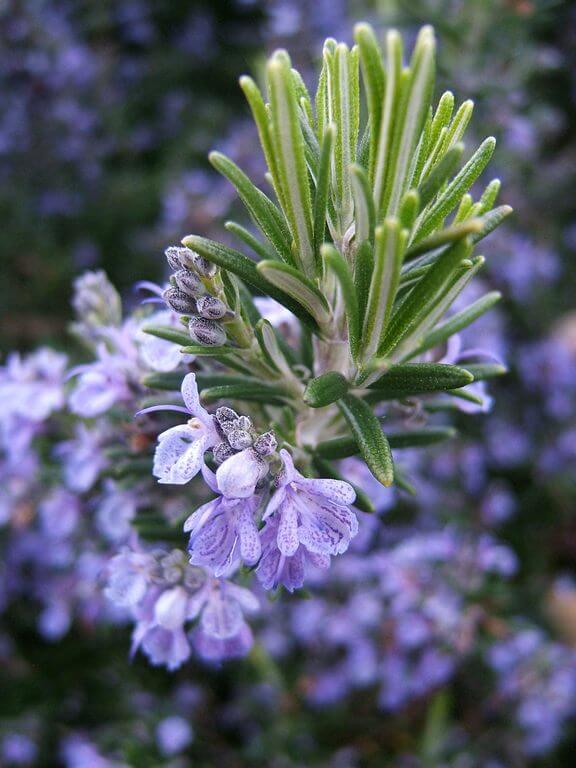 Rosemary Flower 4