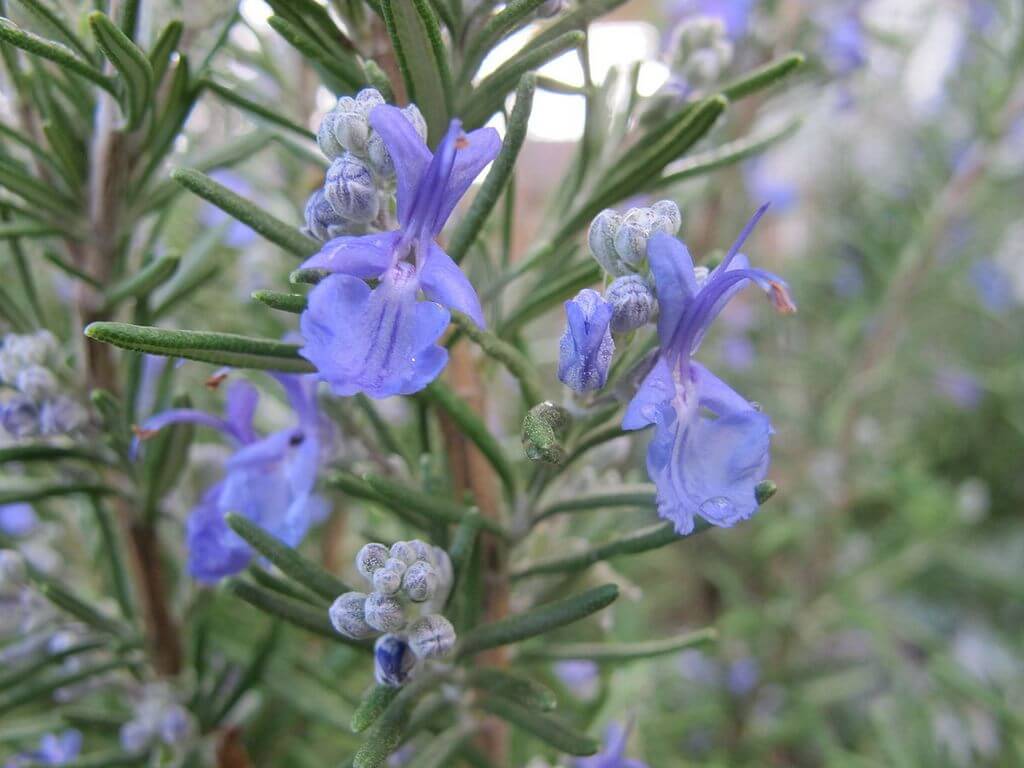 Rosemary Flower 5