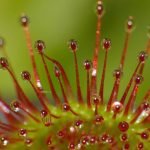 Round leaved Sundew (Drosera rotundifolia) close up_