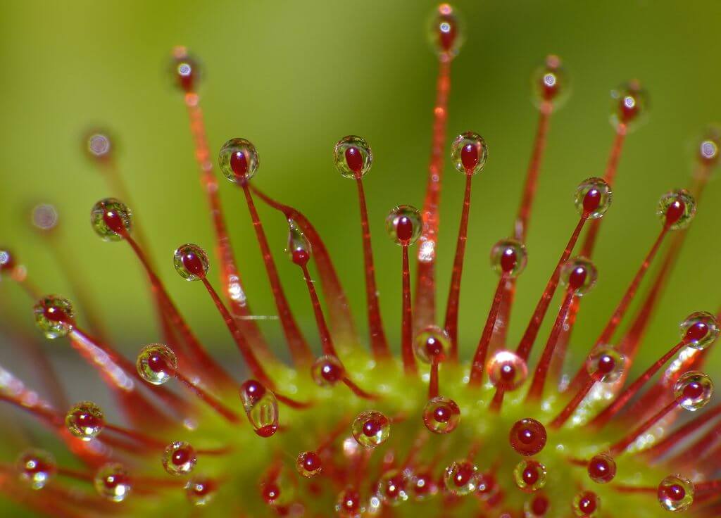 Round leaved Sundew (Drosera rotundifolia) close up_