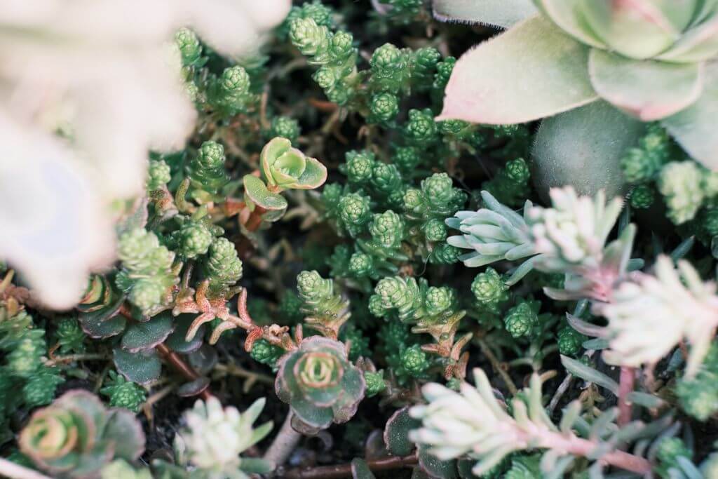 Sedum spurium 1