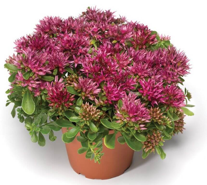 Sedum spurium 