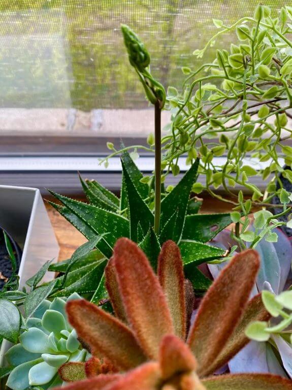 Succulent Growing Long Stem 